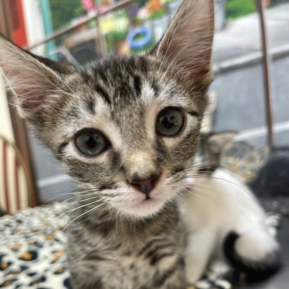 Meet your Posher, Fernando - Picture 1 of 1